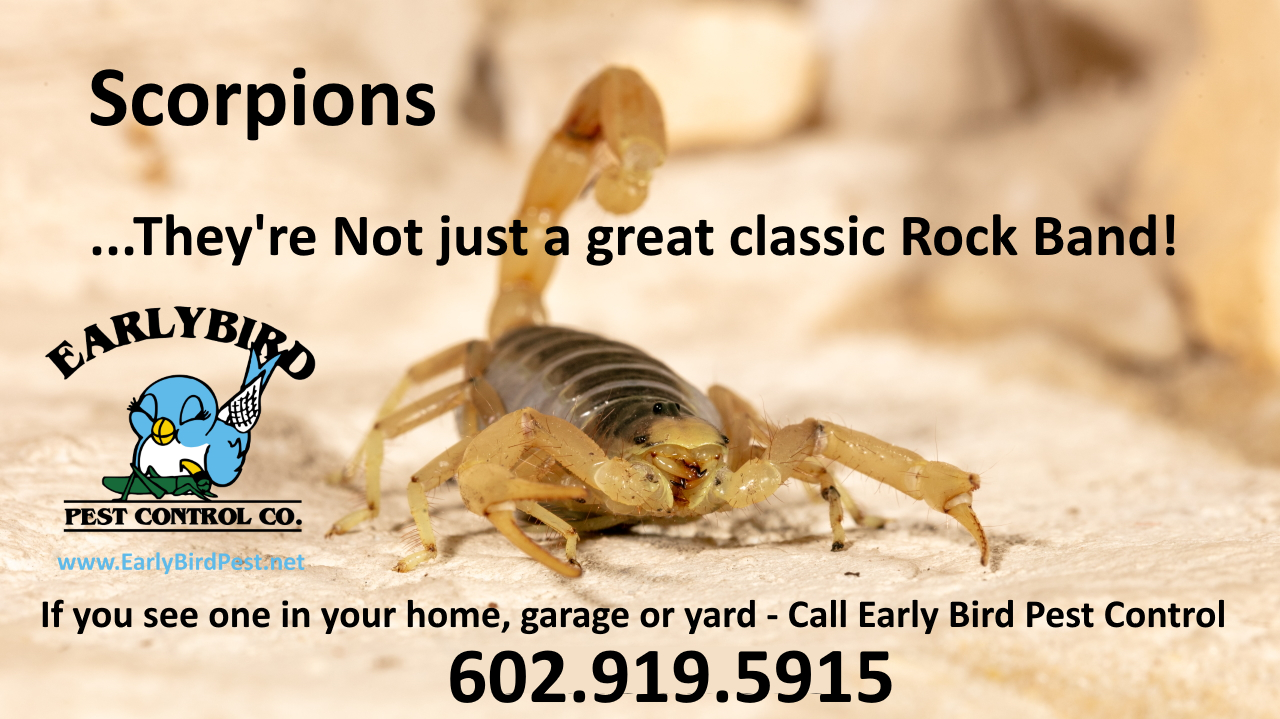 Arcadia in Paradise Valley, Scottsdale and Phoenix, Arizona Scorpion pest control exterminator