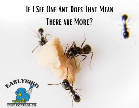 If I See One Ant Does That Mean There are More?