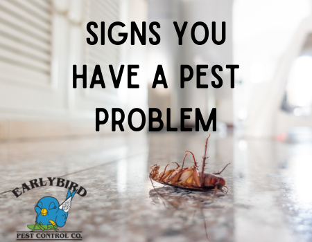 Signs You Have a Pest Problem