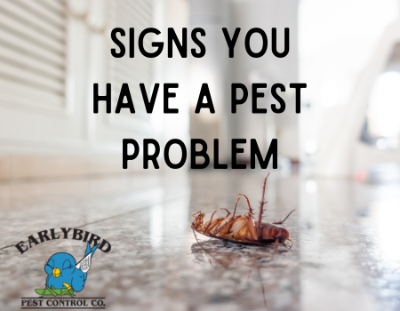 Are Pantry Pests inside your kitchen? - Dave's Pest Control