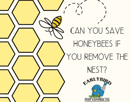Can you Save Honeybees if you Remove the Nest?