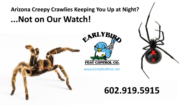 Cave Creek pest control exterminator spider infestation removal Cave Creek and Carefree Arizona