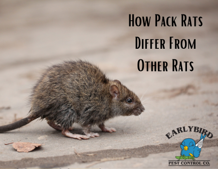 How Pack Rats Differ From Other Rats