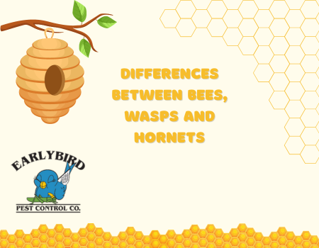 Differences Between Bees, Wasps and Hornets