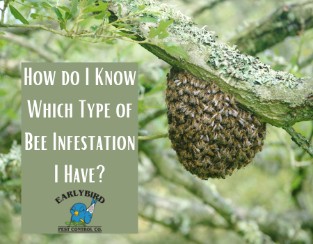 How do I Know Which Type of Bee Infestation I Have?