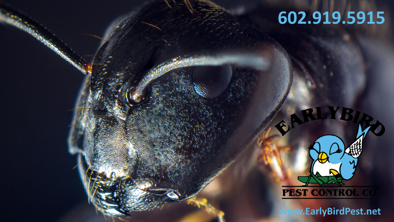 Goodyear Pest Control Ant exterminator 