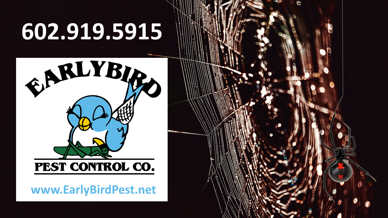 Goodyear, Arizona Pest Control Exterminator Spiders Black Widow Wolf Spider Brown Recluse Tarantula