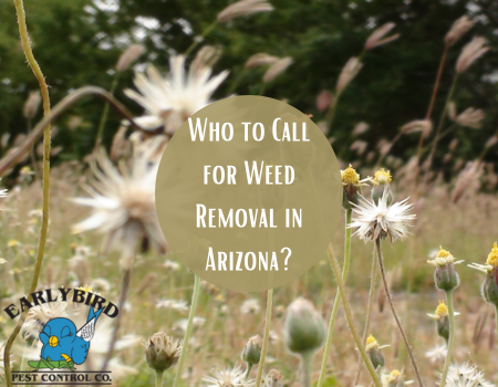 Who to Call for Weed Removal in Arizona?