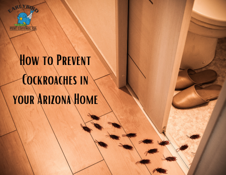How to Prevent Cockroaches in your Arizona Home