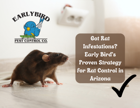 Got Rat Infestations? Early Bird’s Proven Strategy for Rat Control in Arizona