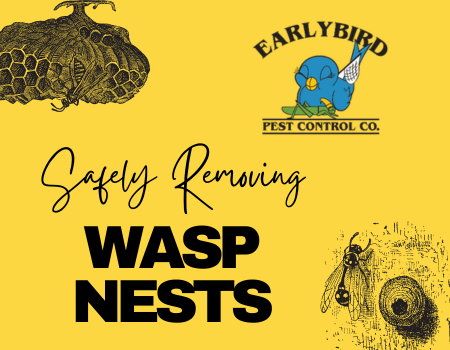 How to Safely and Swiftly Remove Wasp Nests