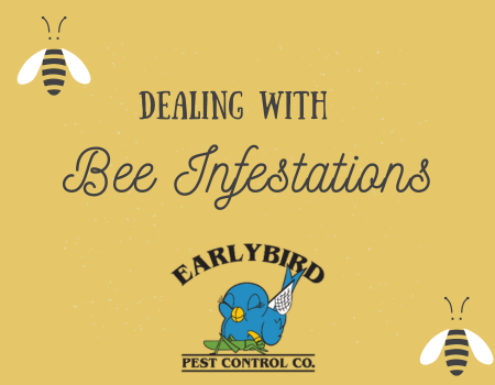 Dealing with Bee Infestations in Arizona Safe Removal