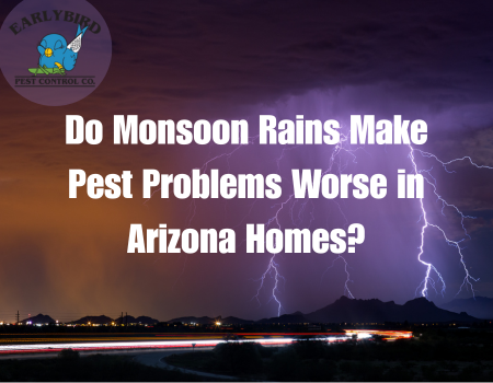 Do Monsoon Rains Make Pest Problems Worse in Arizona Homes?