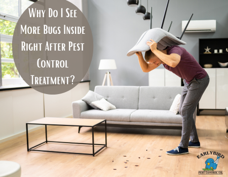 Why Do I See More Bugs Inside Right After Pest Control Treatment?