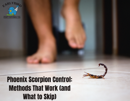 Phoenix Scorpion Control: Methods That Work (and What to Skip)