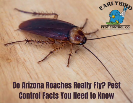 Do Arizona Roaches Really Fly? Pest Control Facts You Need to Know