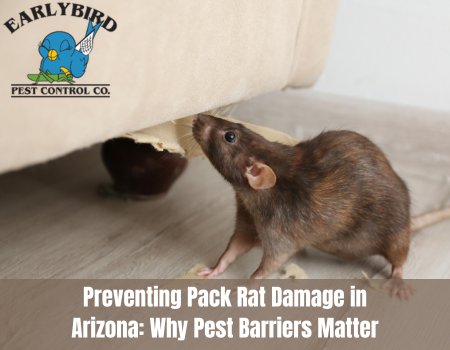 Preventing Pack Rat Damage in Arizona: Why Pest Barriers Matter