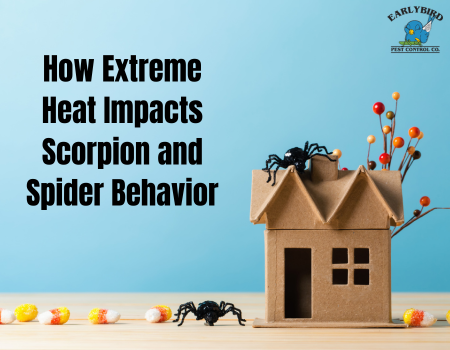 How Extreme Heat Impacts Scorpion & Spider Behavior