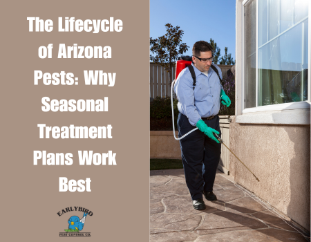 The Lifecycle of Arizona Pests: Why Seasonal Treatment Plans Work Best