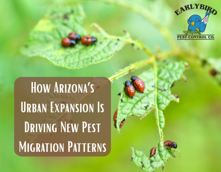 How Arizona’s Urban Expansion Is Driving New Pest Migration Patterns