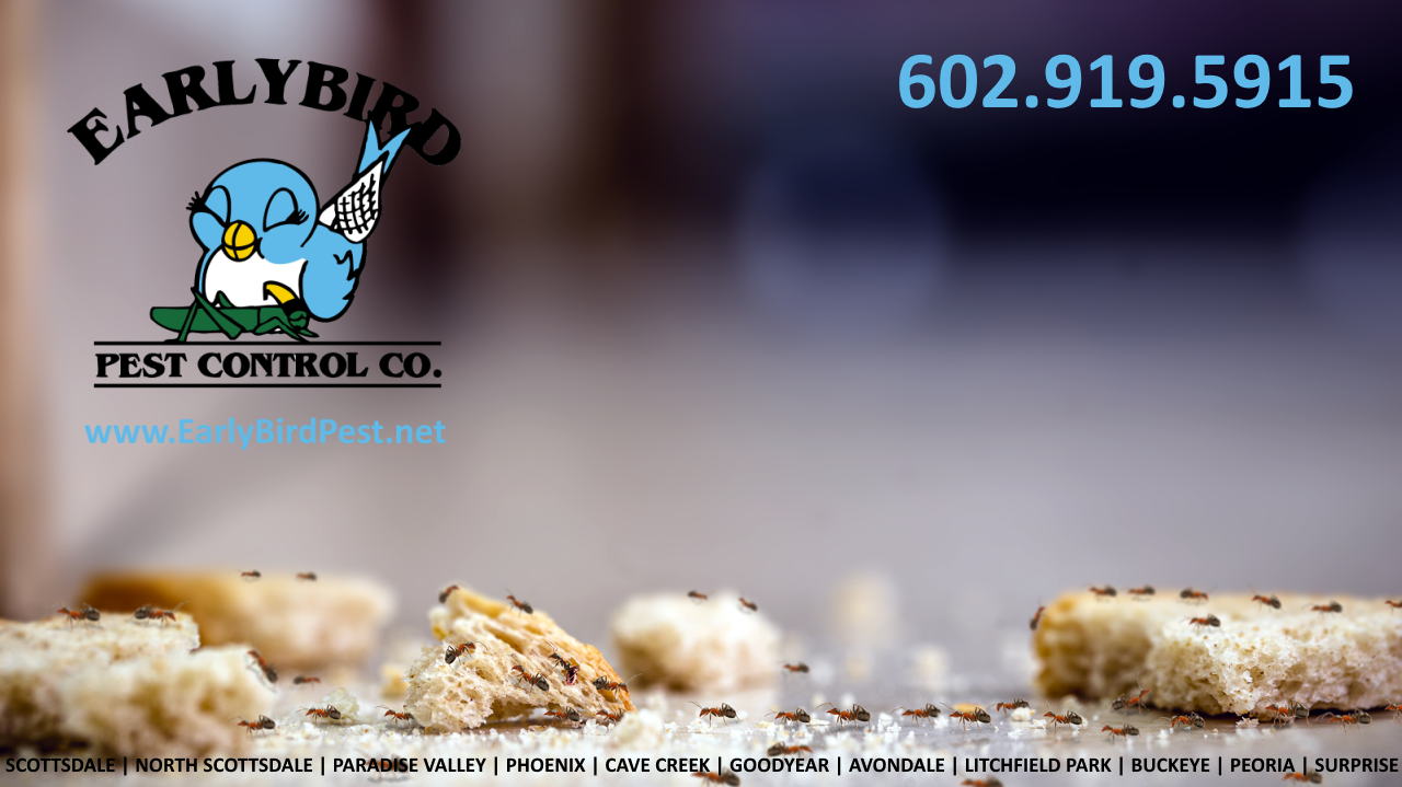 Early_Bird_Pest_Control_PBuckeye_Verrado_AZ_Ant_Exterminator_Ants_Infestation_Pest_Control Buckeye and Verrado Ant Pest Control Ant Exterminator in Buckeye and Verrado, Arizona
