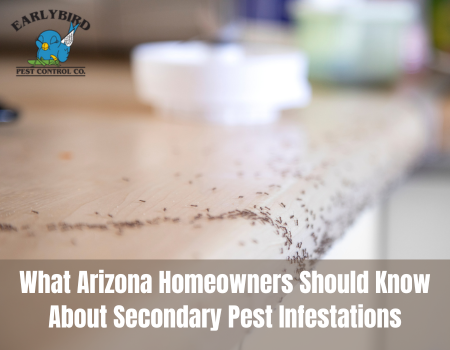 What Arizona Homeowners Should Know About Secondary Pest Infestations