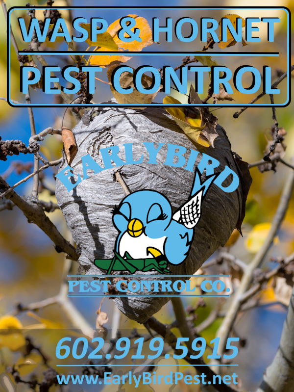 Early Bird Pest Control Wasp, Paradise Valley, Hornet, and Bee Pest Control Services