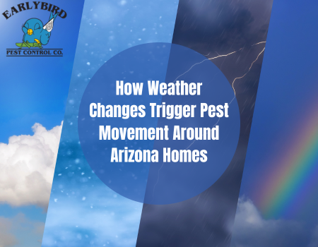 How Weather Changes Trigger Pest Movement Around Arizona Homes
