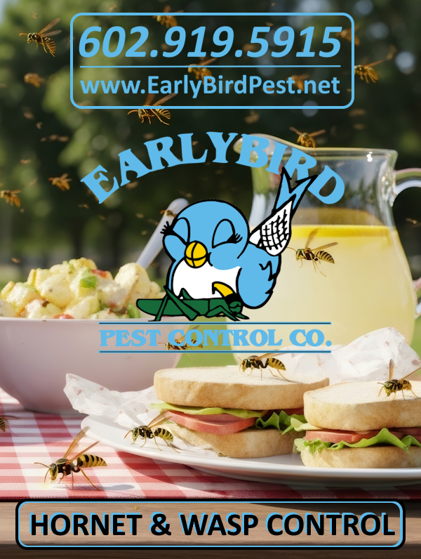 Scottsdale, Arizona Wasp and Hornet Pest Control, Hive Removal, and Wasp and Hornet Exterminator