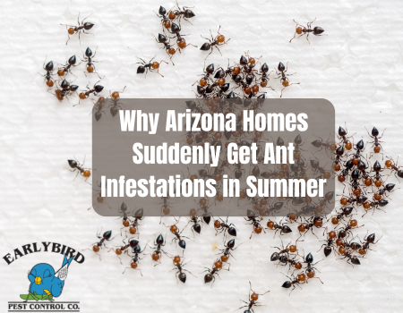 Why Arizona Homes Suddenly Get Ant Infestations in Summer