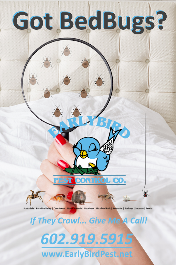 Paradise Valley Bedbug Pest Control