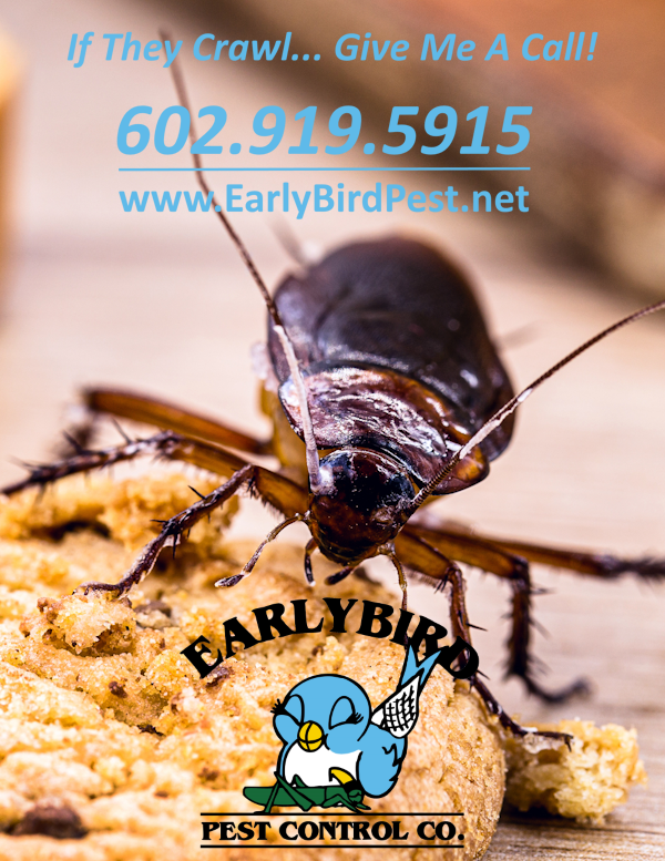 Paradise Valley Cockroach Pest Control