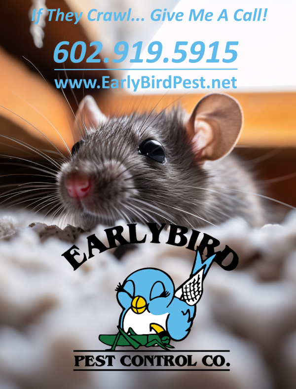 Paradise Valley Rat and Rodent Removal