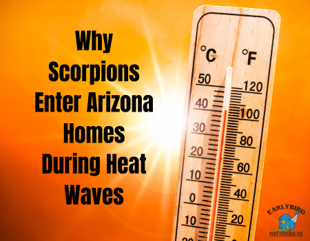 Why Scorpions Enter Arizona Homes During Heat Waves