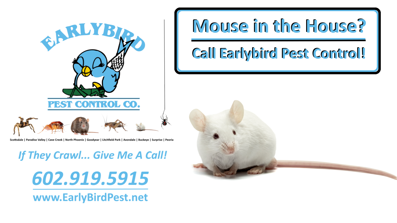 Paradise Valley, Arizona Mouse Pest Control, Mice Removal