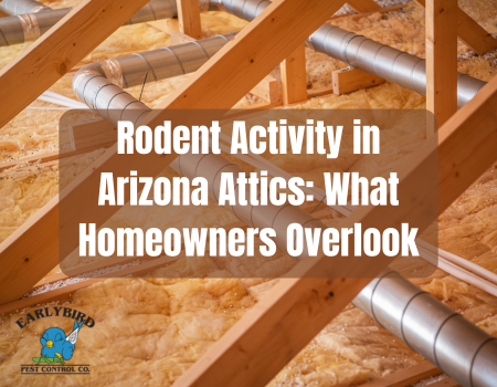 Rodent-Activity-in-Arizona-Attics-What-Homeowners-Overlook Rodent, Rat and Mice Inspections for Homes and Attics in Paradise Valley, Arizona