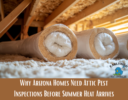 Why-Arizona-Homes-Need-Attic-Pest-Inspections-Before-Summer-Heat-Arrives Arizona Attic Pest Control Inspections
