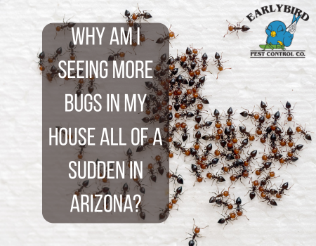 Why am I seeing more bugs in my house all of a sudden in Arizona?