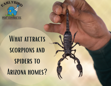 What attracts scorpions and spiders to Arizona homes?