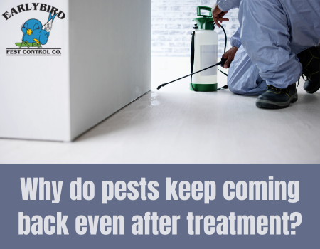 Why do pests keep coming back even after treatment?
