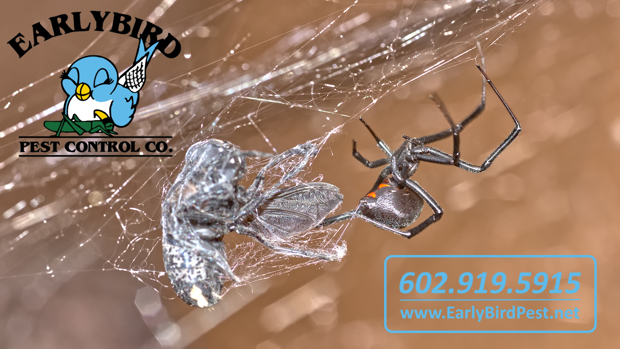 Early Bird Pest Control Paradise Valley, Arizona Spider Pest Control Spider Exterminator