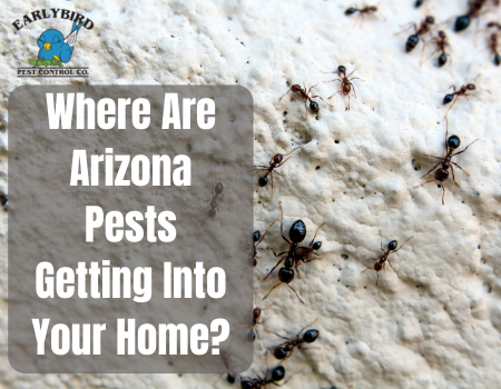 Where Are Arizona Pests Getting Into Your Home?