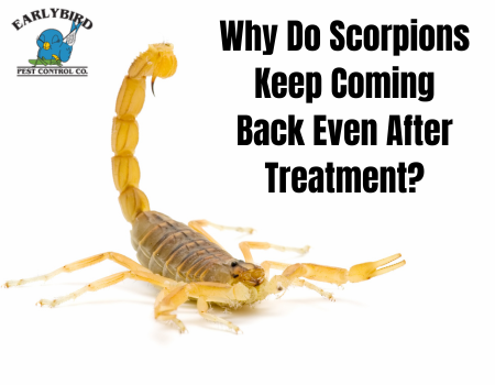 Why Do Scorpions Keep Coming Back Even After Treatment?
