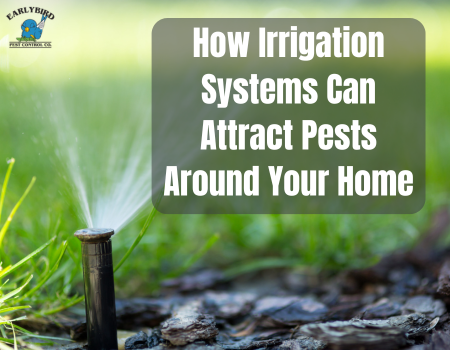How Irrigation Systems Can Attract Pests Around Your Home