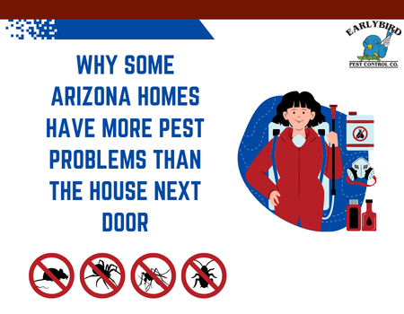 Why Some Arizona Homes Have More Pest Problems Than the House Next Door