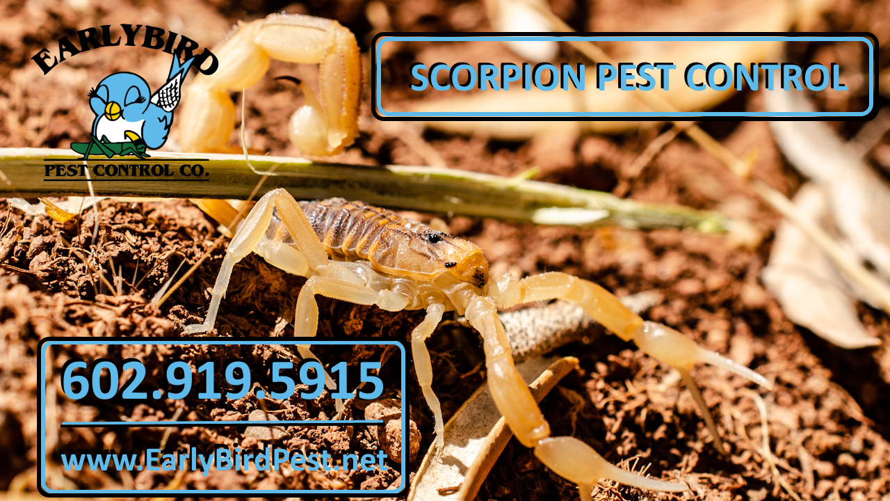 Litchfield Park Scorpion Pest Control Service