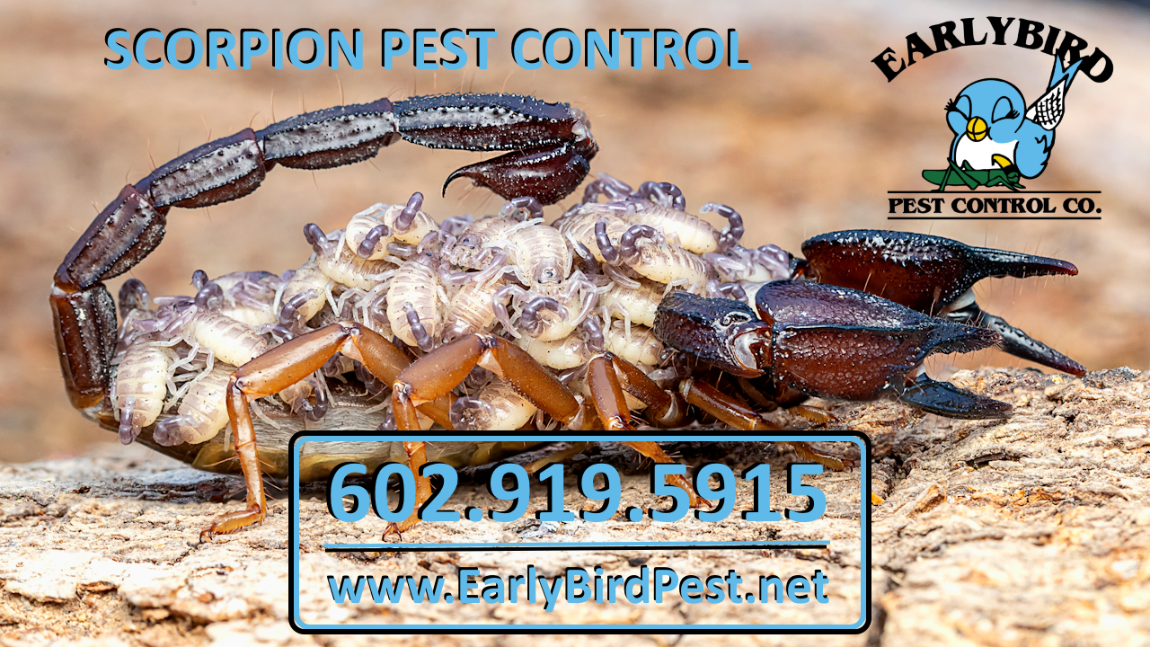 Scorpion Pest Control in Litchfield Park, Arizona