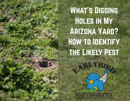 What's Digging Holes in My Arizona Yard? How to Identify the Likely Pest