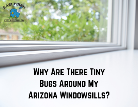 Why Are There Tiny Bugs Around My Arizona Windowsills?