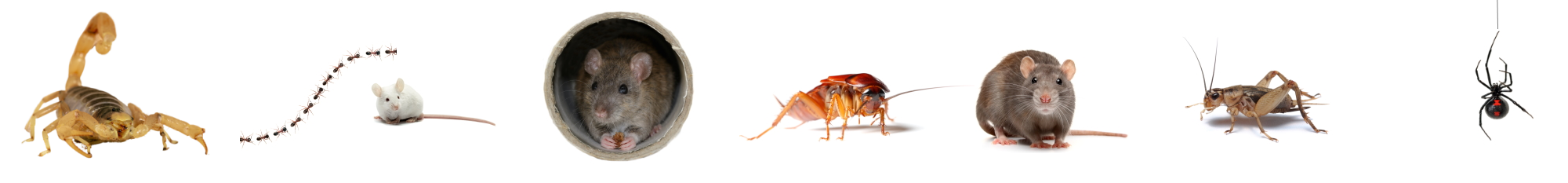 Paradise Valley, pest, control, exterminator, service, professional, quality, Arizona